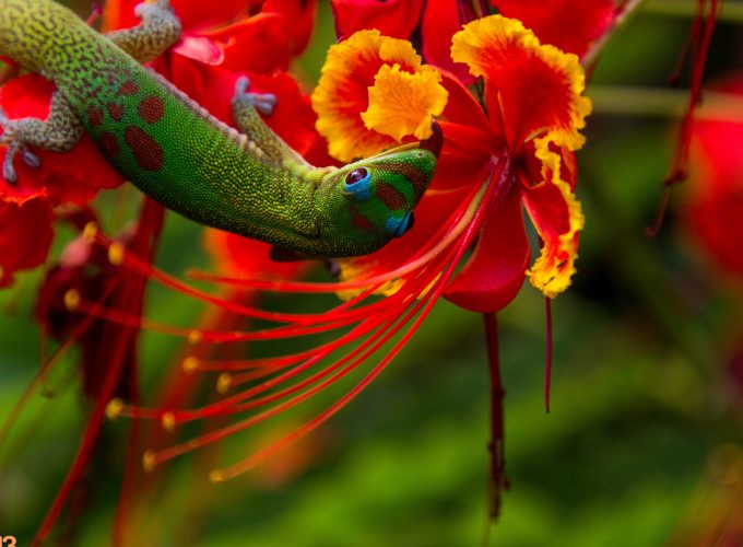 Wallpaper Lizard Hilo, Hawaii, lizard, green, flowers, red, nature, animal, reptiles, Animals 7536218883